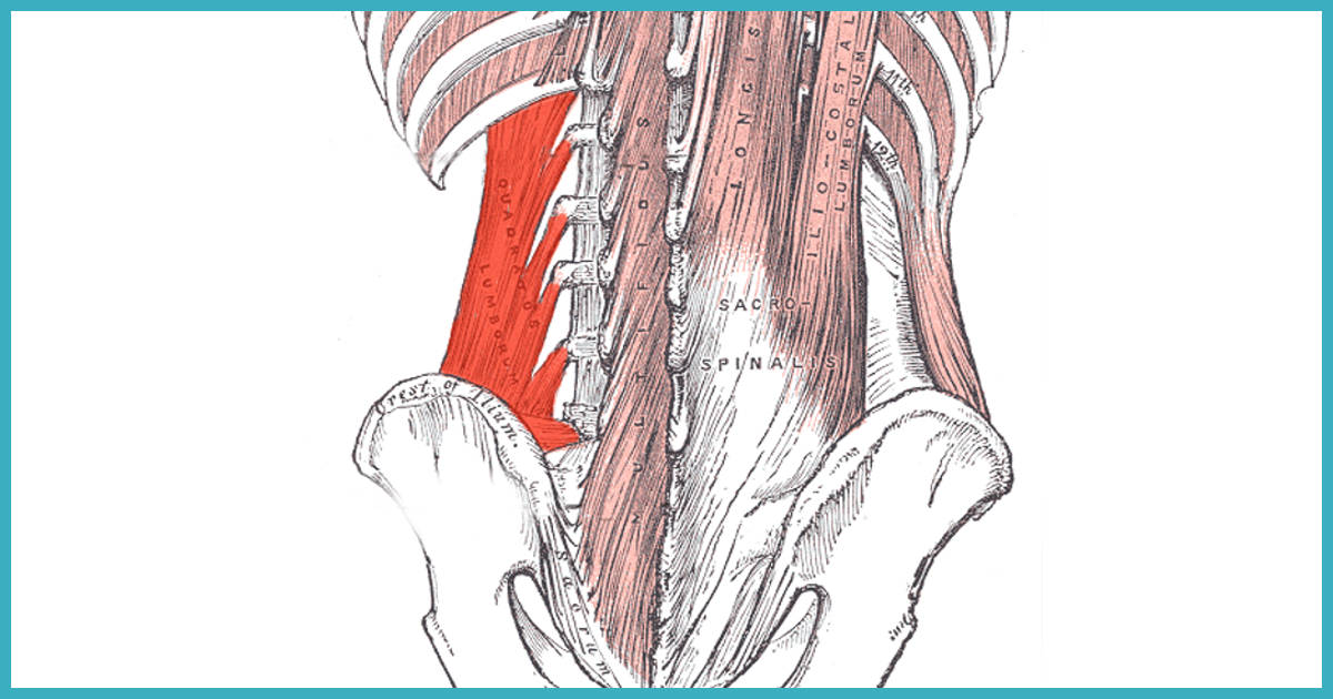 Schmerzen Im Unteren Rucken Dieser Muskel Spielt Fast Immer Eine Rolle Quadratus Lumborum Chiro Praxis Berlin